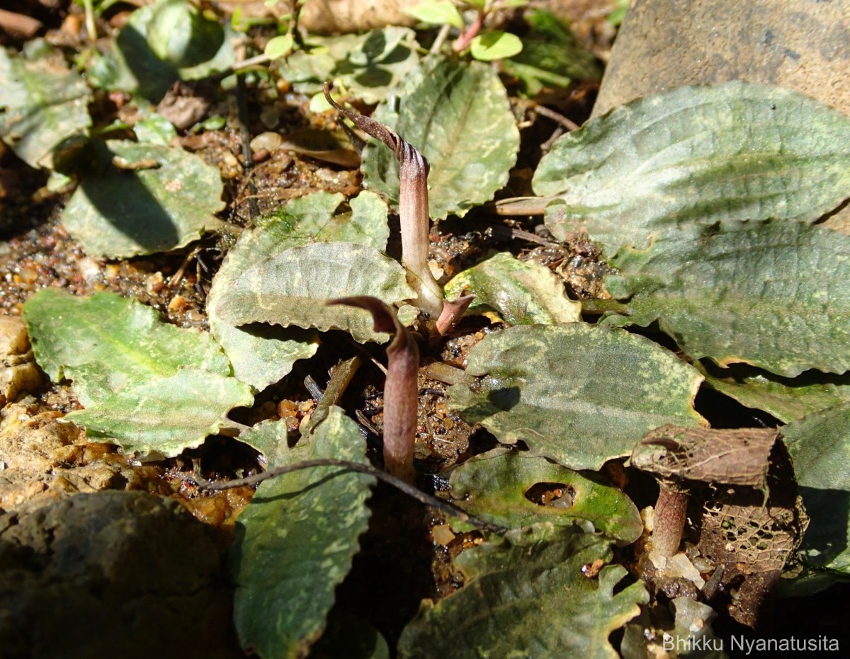 Cryptocoryne wendtii de Wit